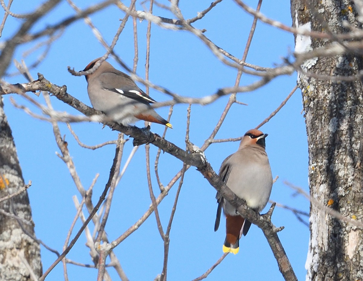 Buztanori boreala - ML646940500