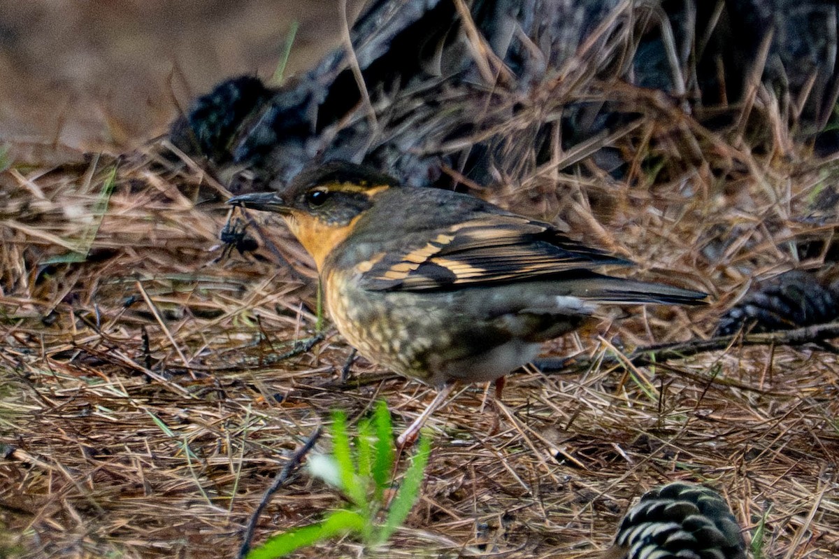 Varied Thrush - ML646940501