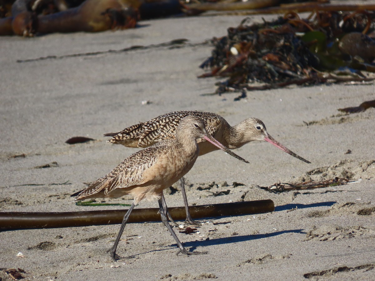 Marbled Godwit - ML646940506