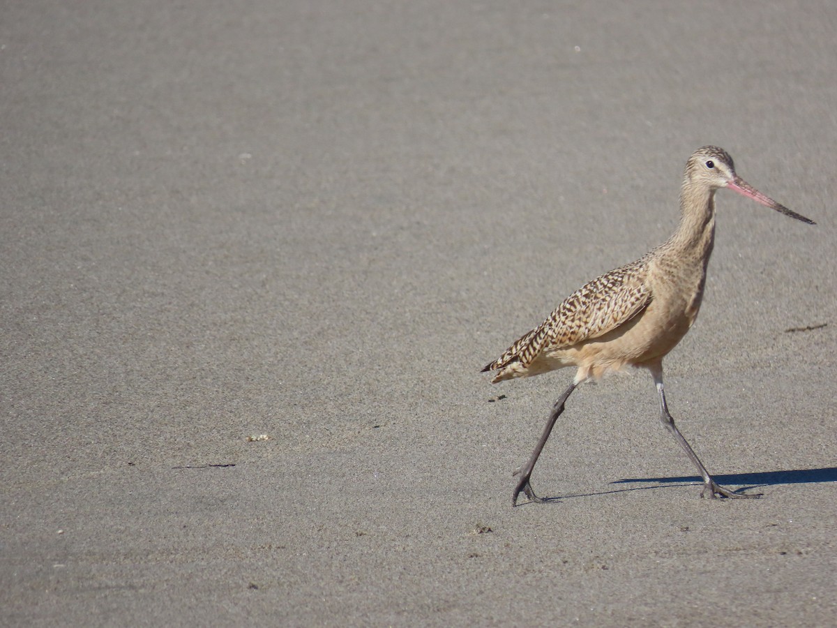 Marbled Godwit - ML646940507