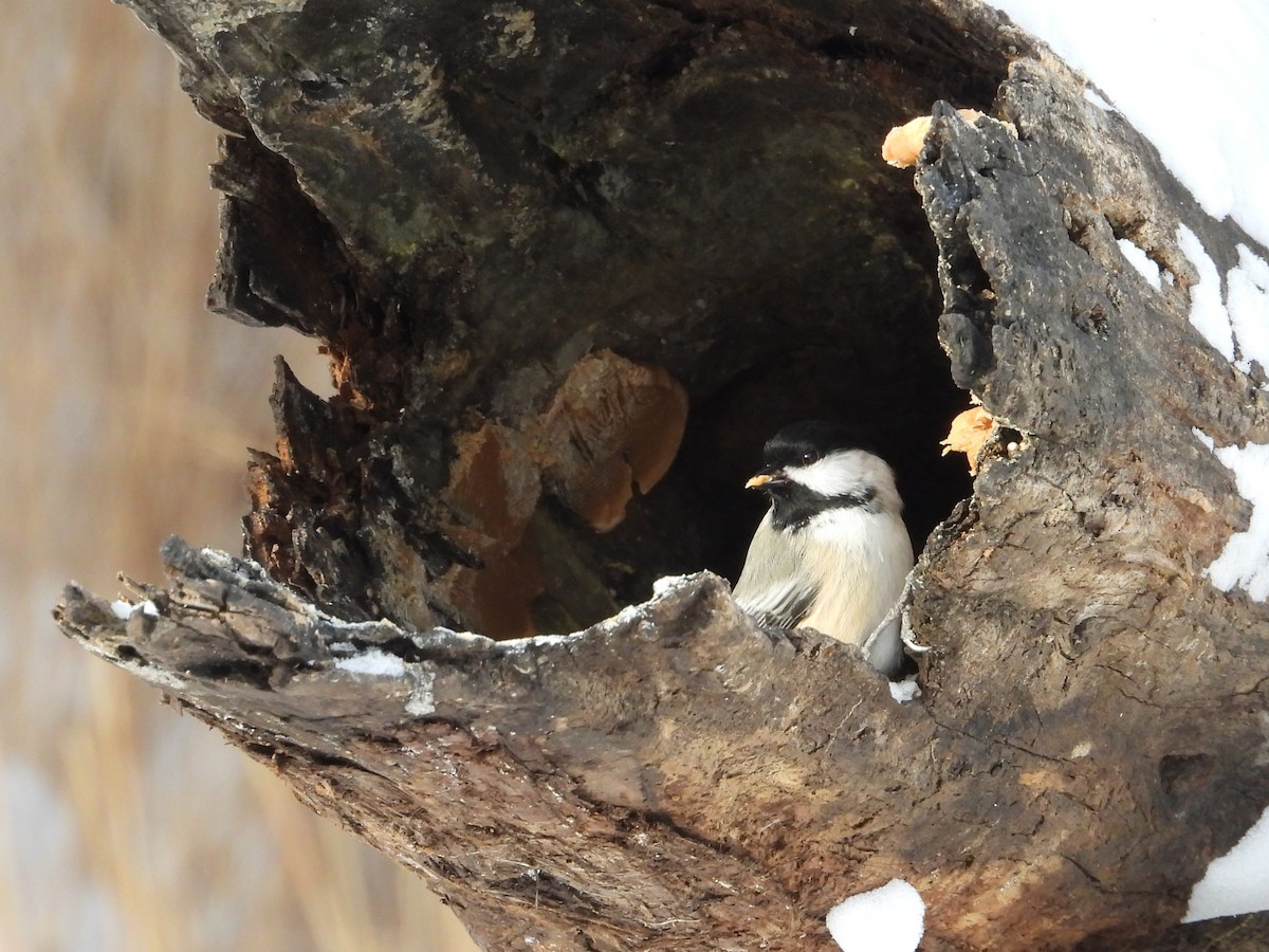 Black-capped Chickadee - ML646940508