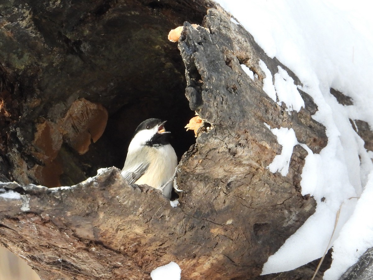 Black-capped Chickadee - ML646940509