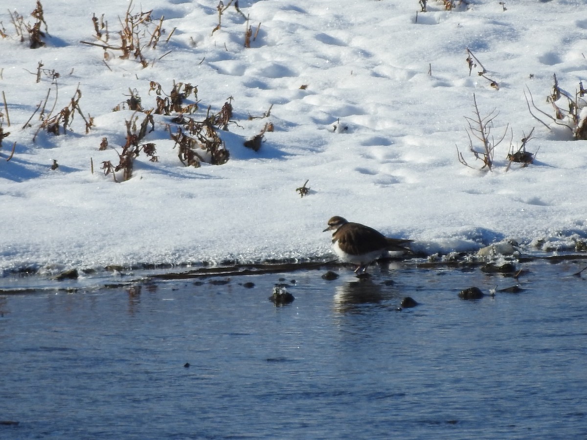 Pluvier kildir - ML646940511