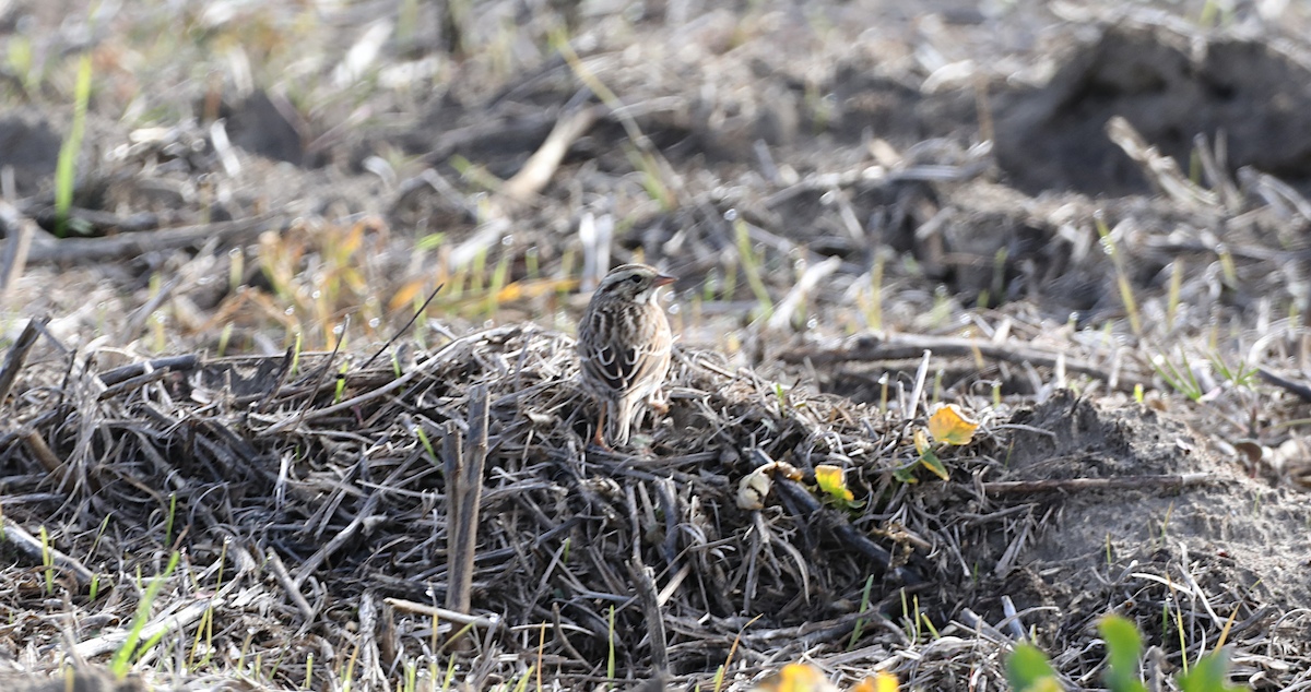 Savannah Sparrow - ML646940513