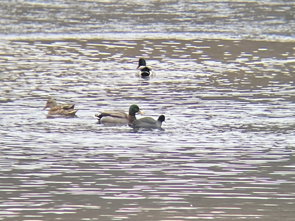 lyska americká - ML646940518