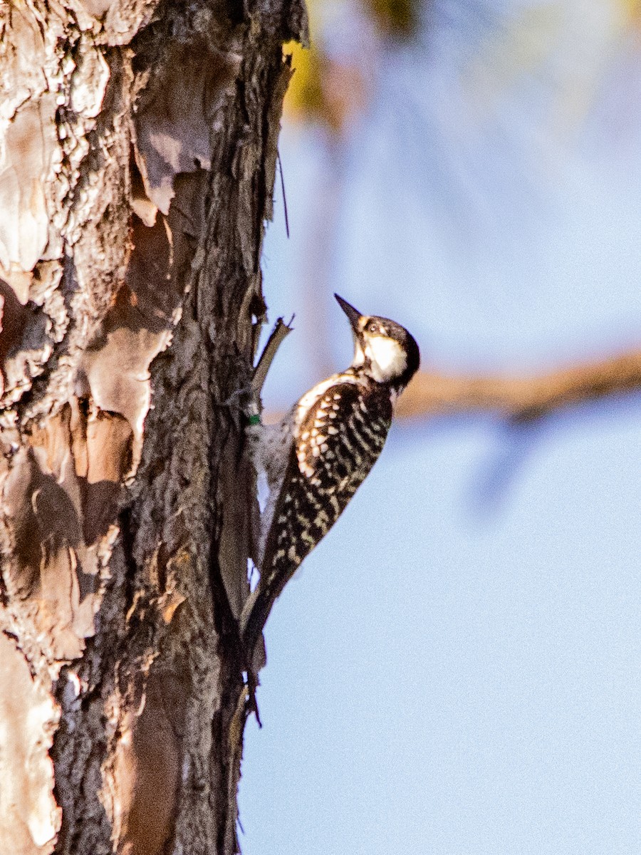 Red-cockaded Woodpecker - ML646940519