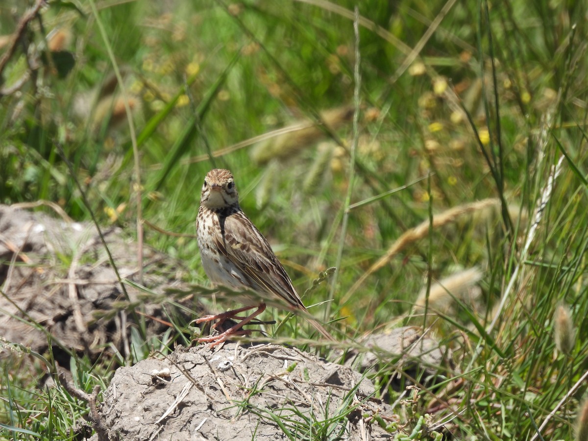 セジマタヒバリ - ML646940521