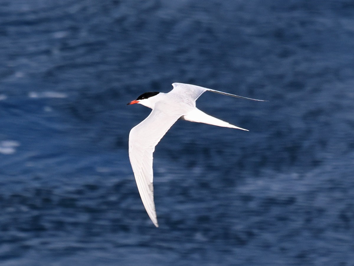 Common Tern - ML646940530