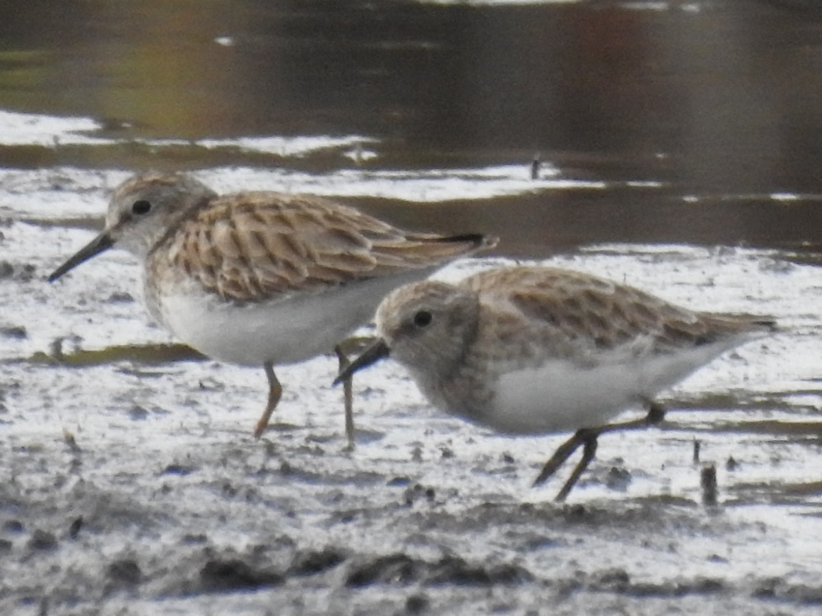 アメリカヒバリシギ - ML646940531