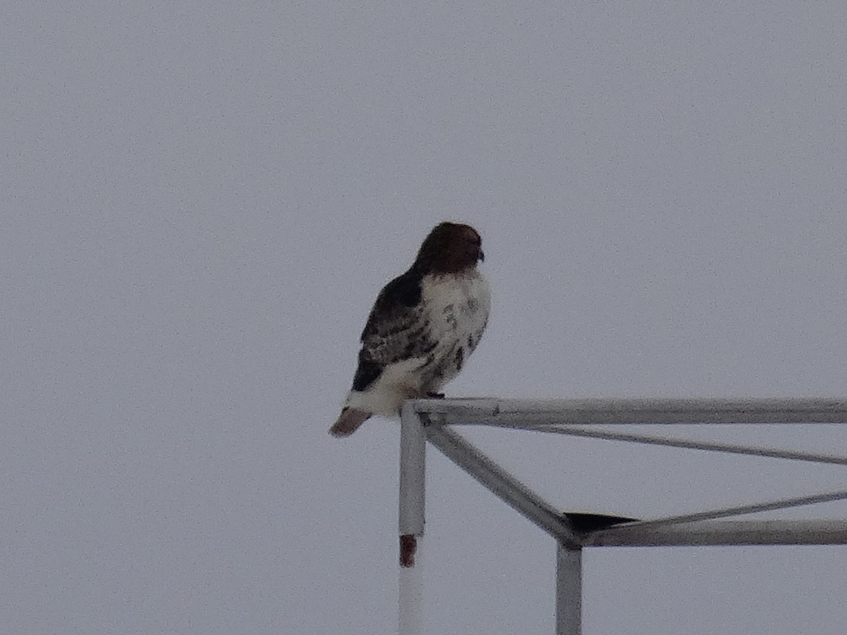 Kızıl Kuyruklu Şahin (borealis) - ML646940534