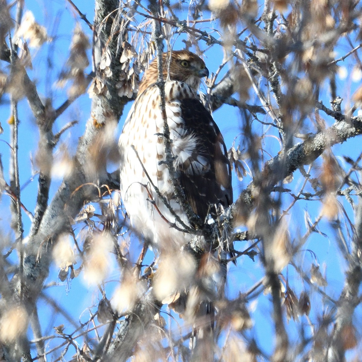 Cooper's Hawk - ML646940535