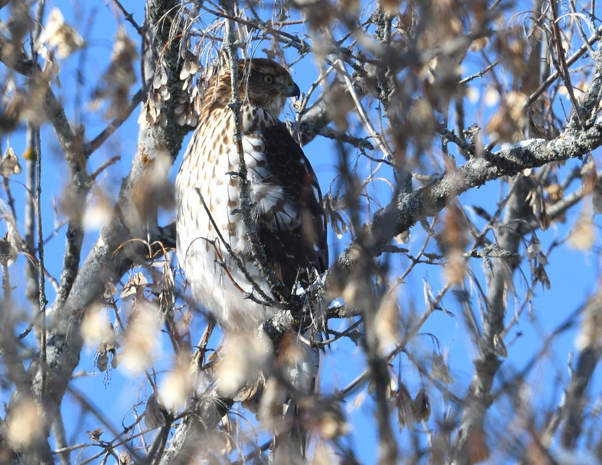 Cooper's Hawk - ML646940537