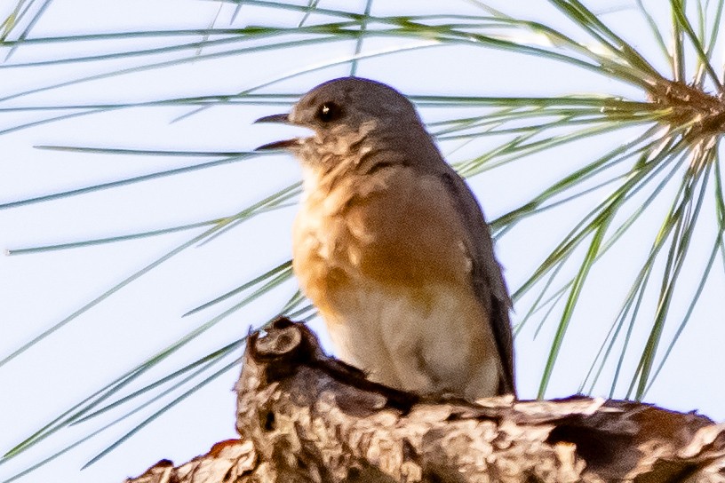 Eastern Bluebird - ML646940542