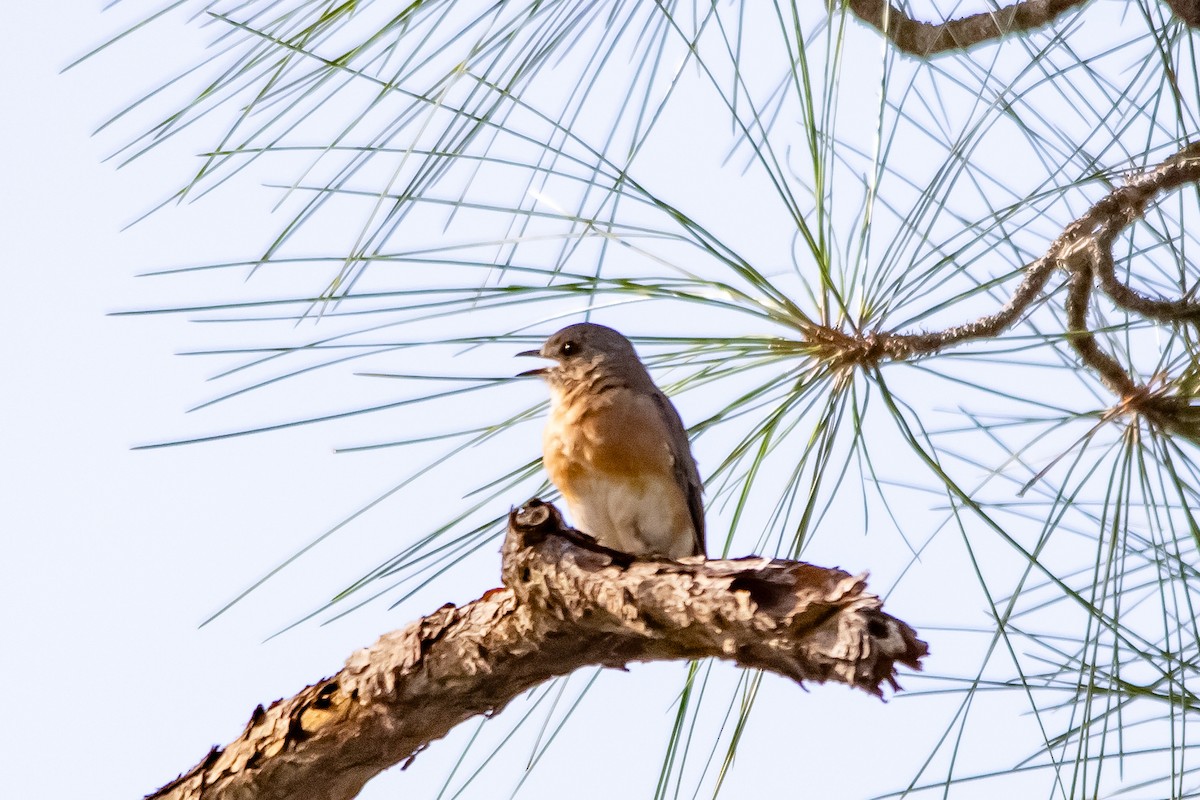 Eastern Bluebird - ML646940543