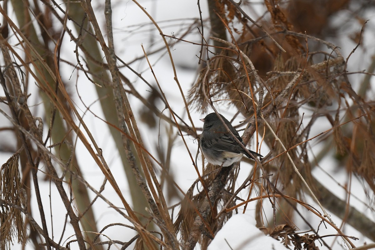 ユキヒメドリ - ML646940547