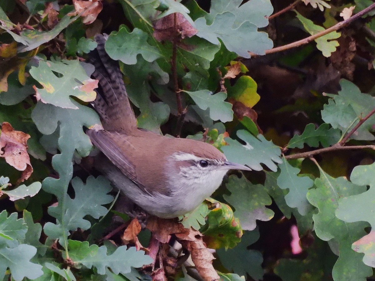 Troglodyte de Bewick - ML646940549