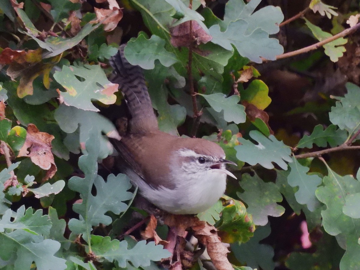 Troglodyte de Bewick - ML646940550