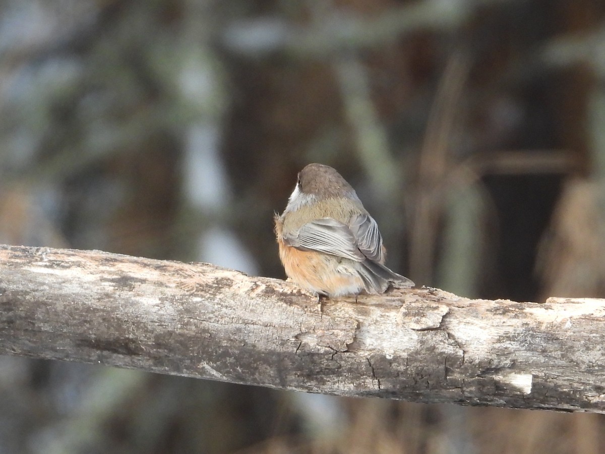 Boreal Chickadee - ML646940551