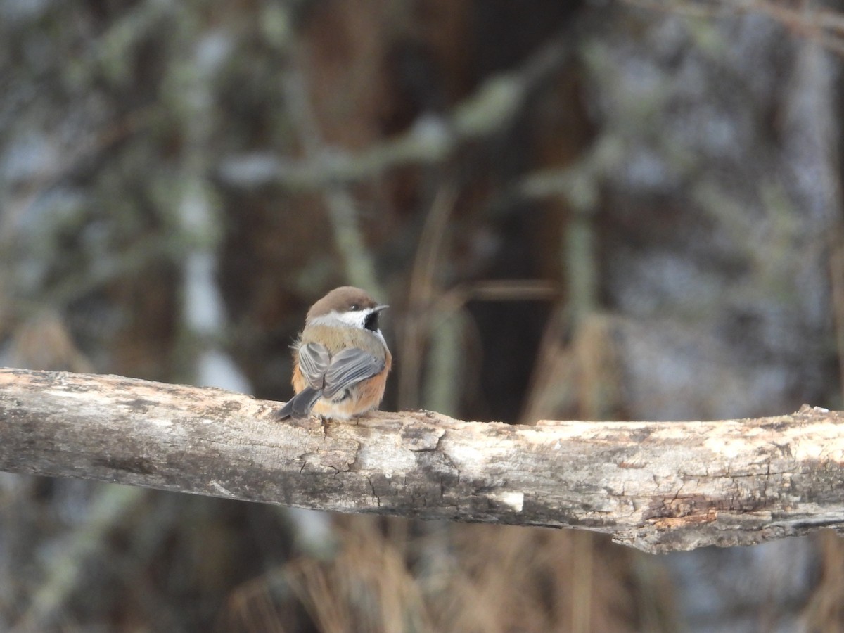 Boreal Chickadee - ML646940552