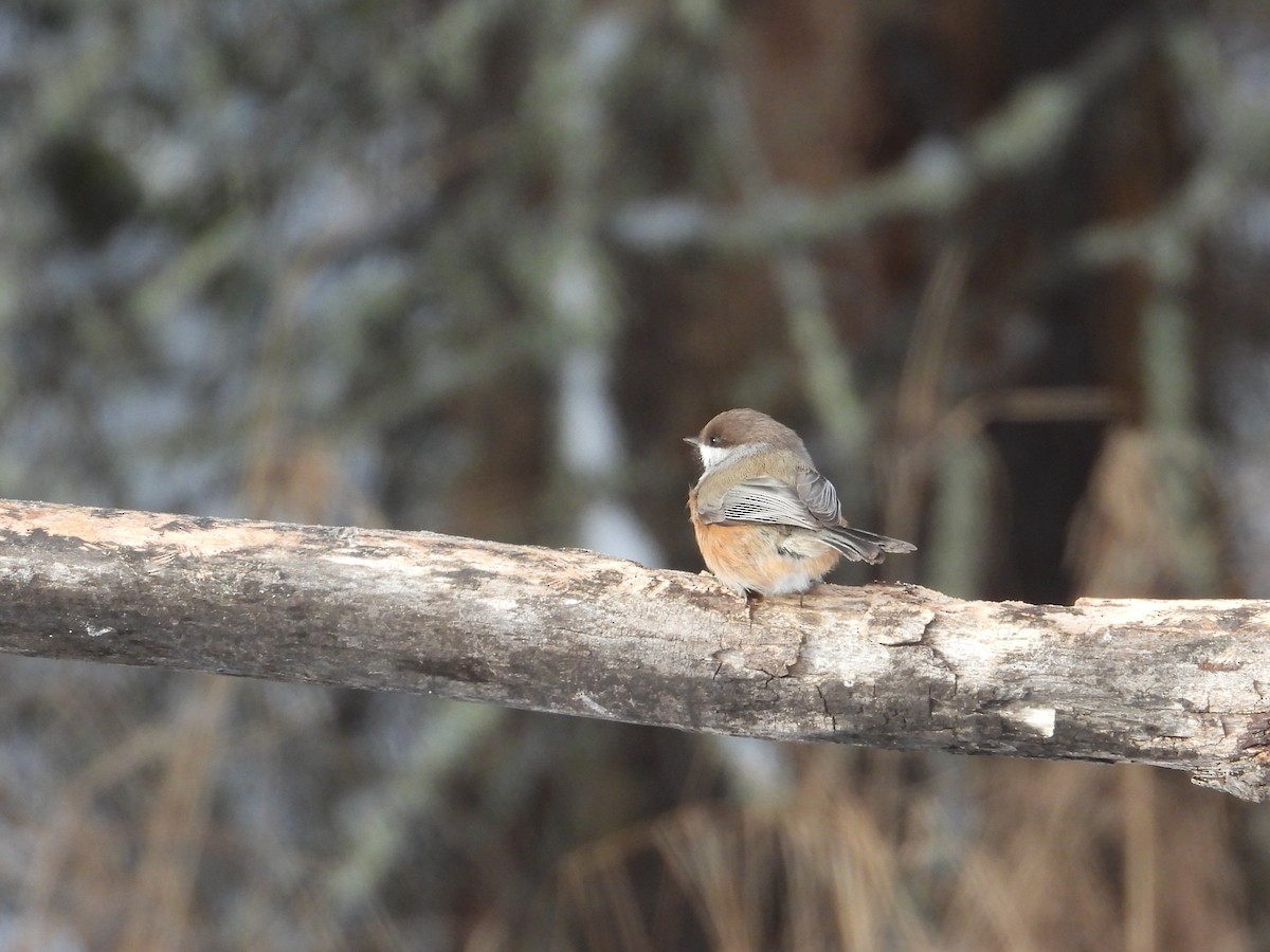 Boreal Chickadee - ML646940553