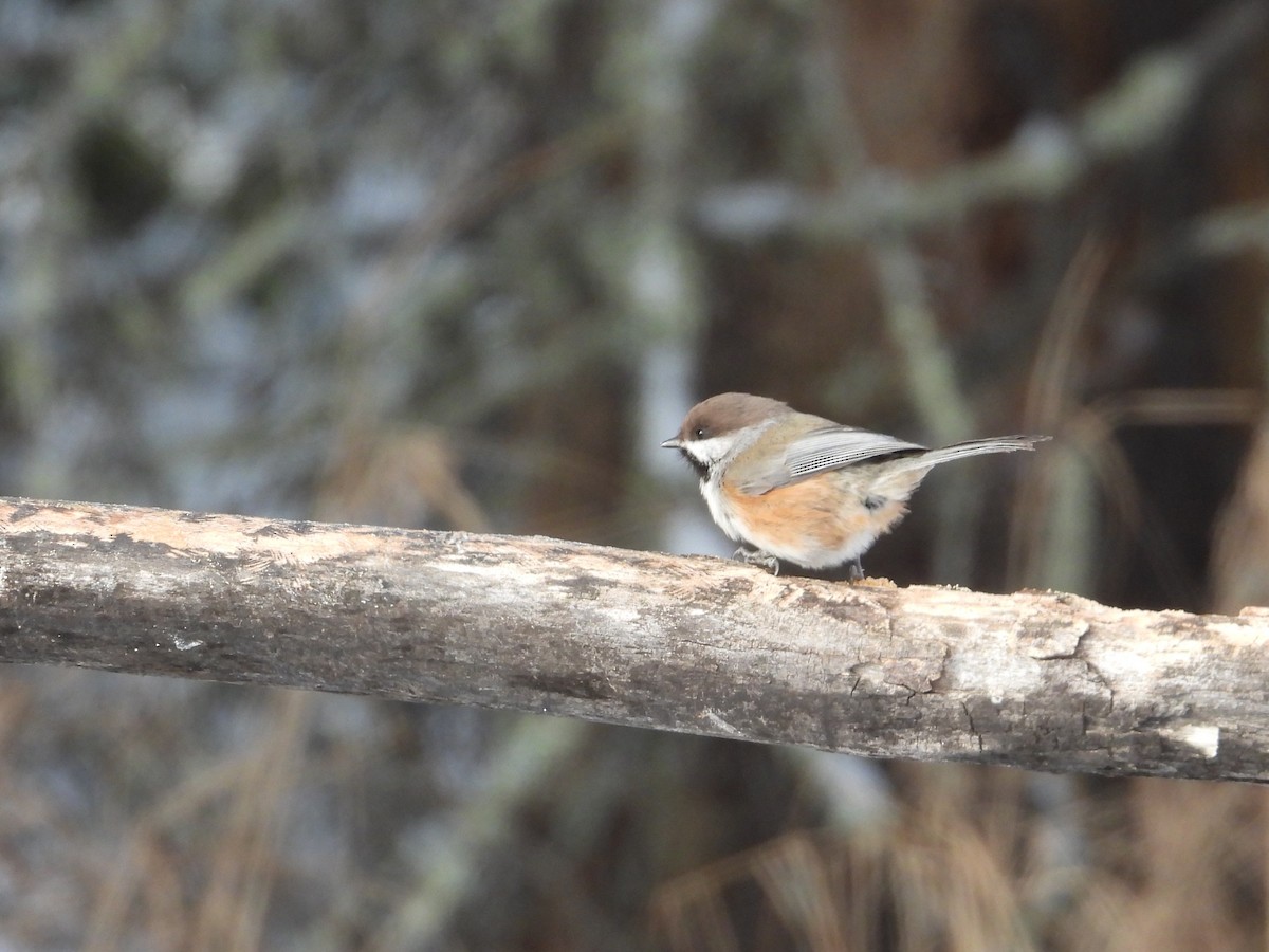 Boreal Chickadee - ML646940554