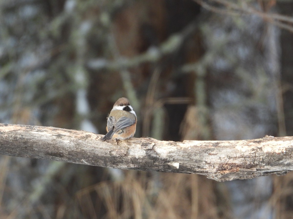 Boreal Chickadee - ML646940555