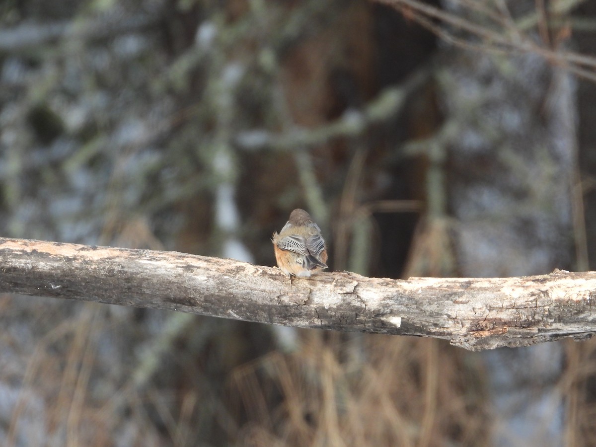 Boreal Chickadee - ML646940556