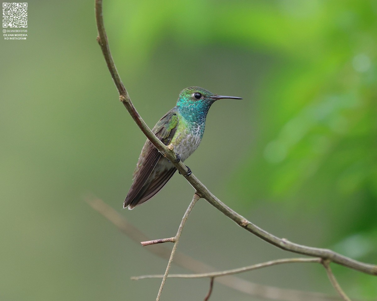 Versicolored Emerald - ML646940559