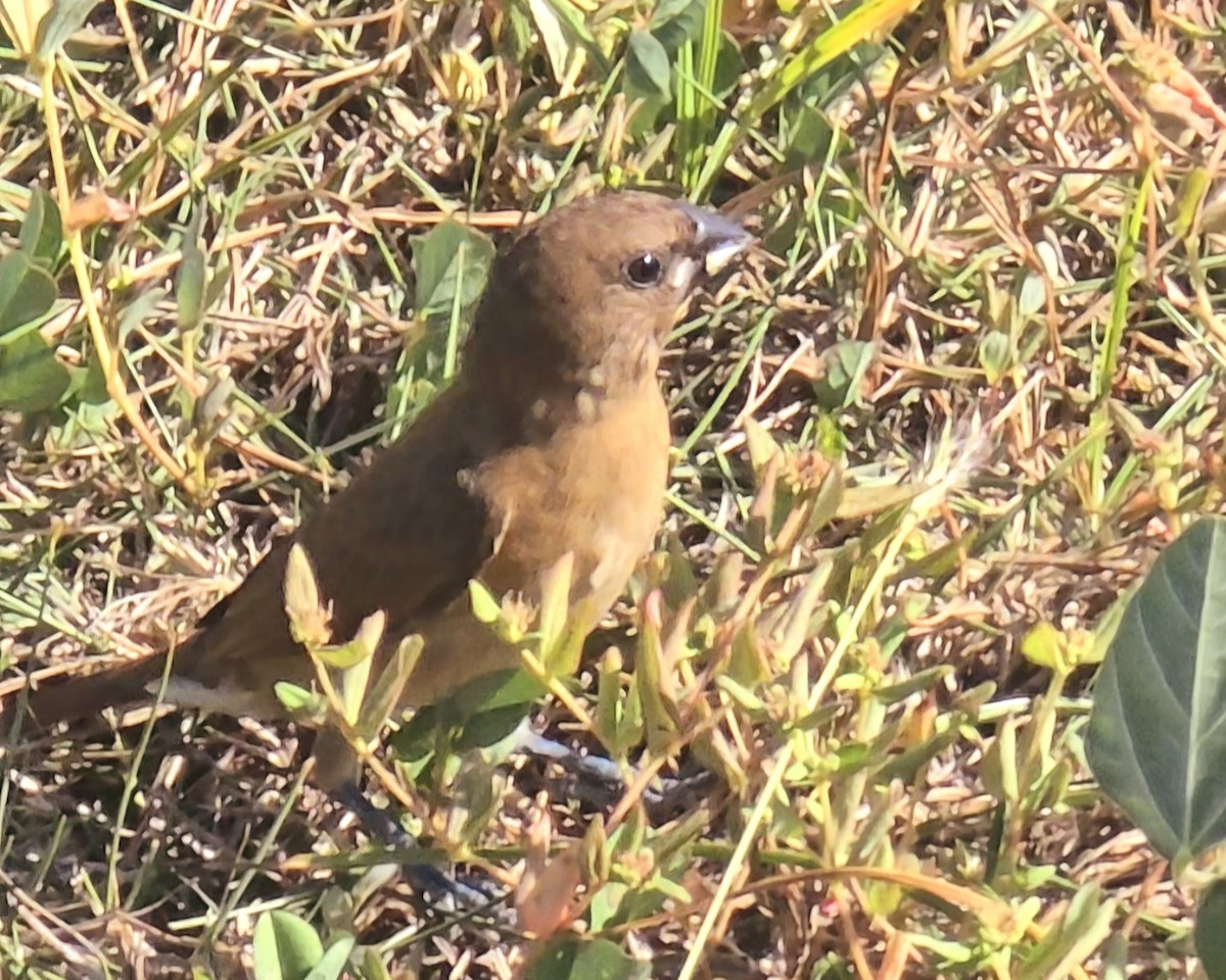 Мунія іржаста - ML646940578