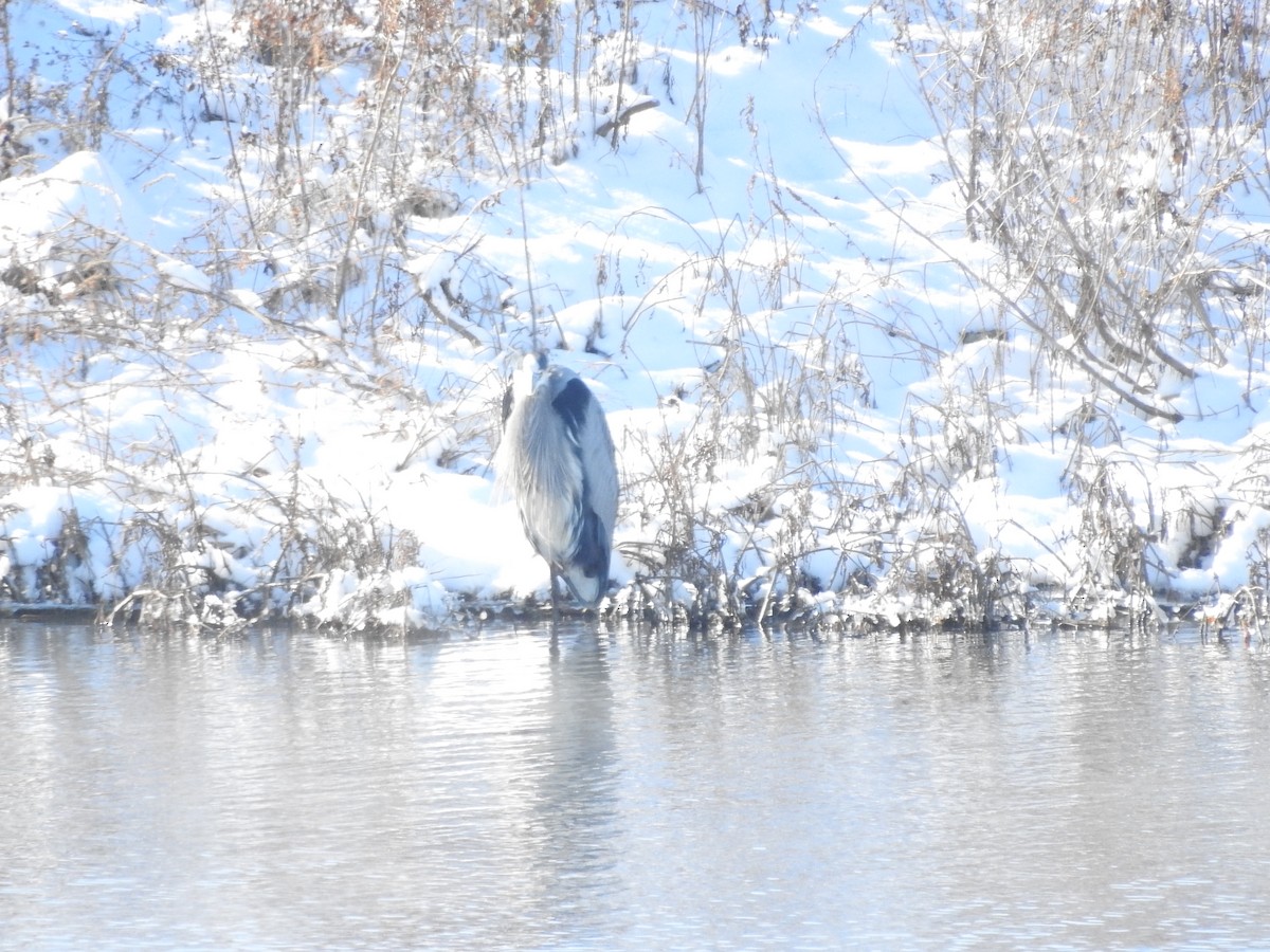 Grand Héron - ML646940579