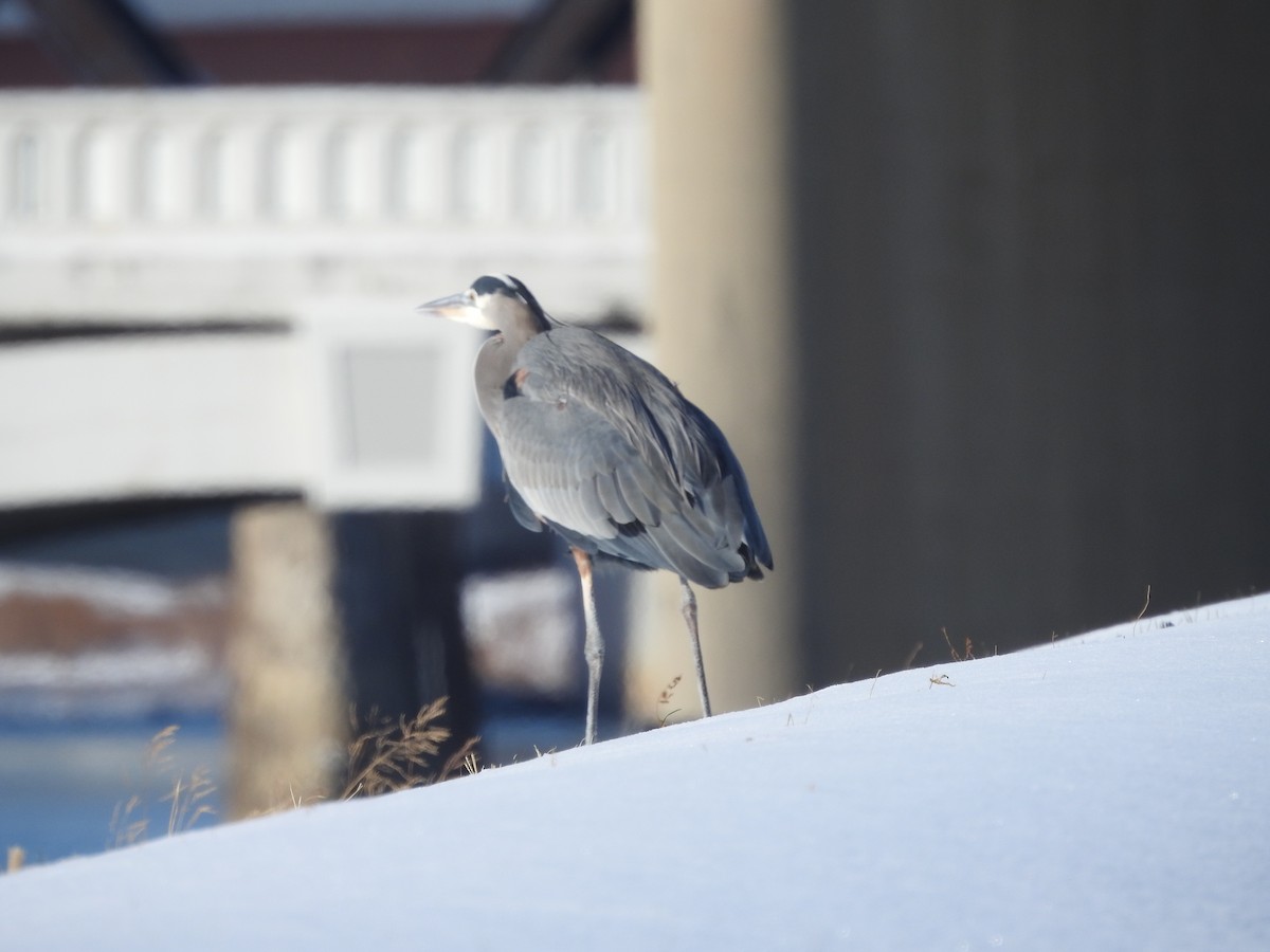 Grand Héron - ML646940580