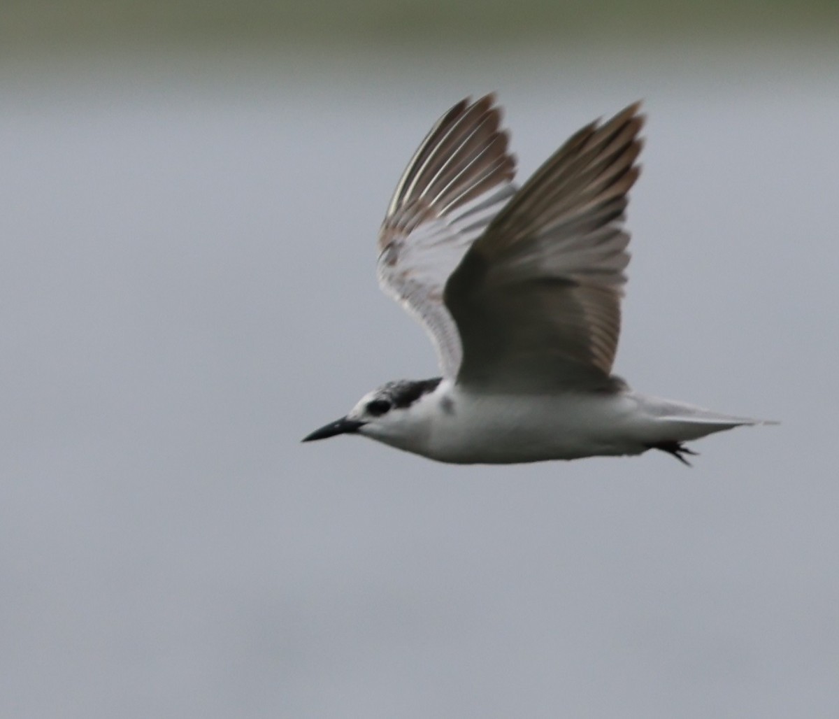 Whiskered Tern - ML646940581