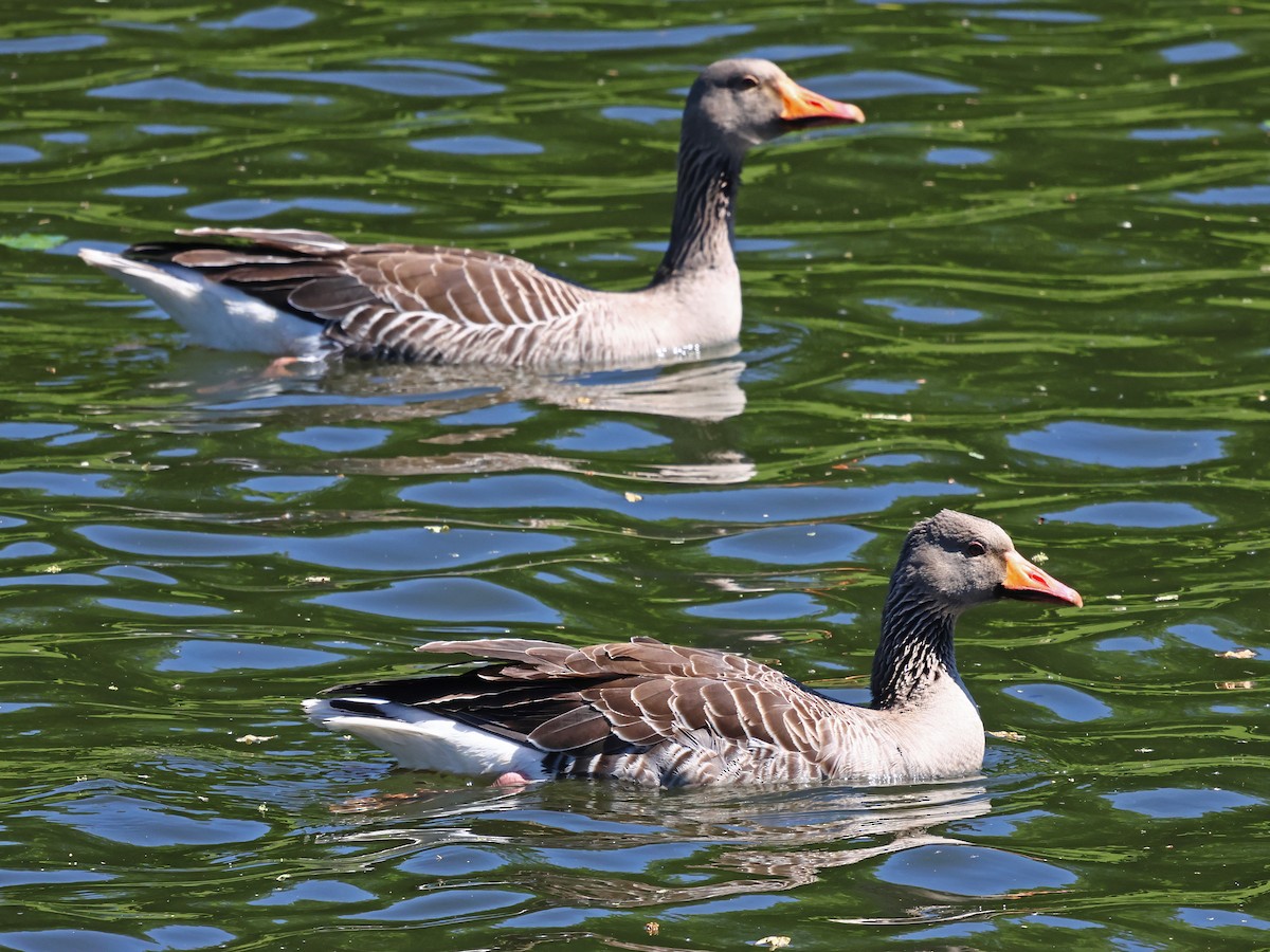 Серый гусь - ML646940584