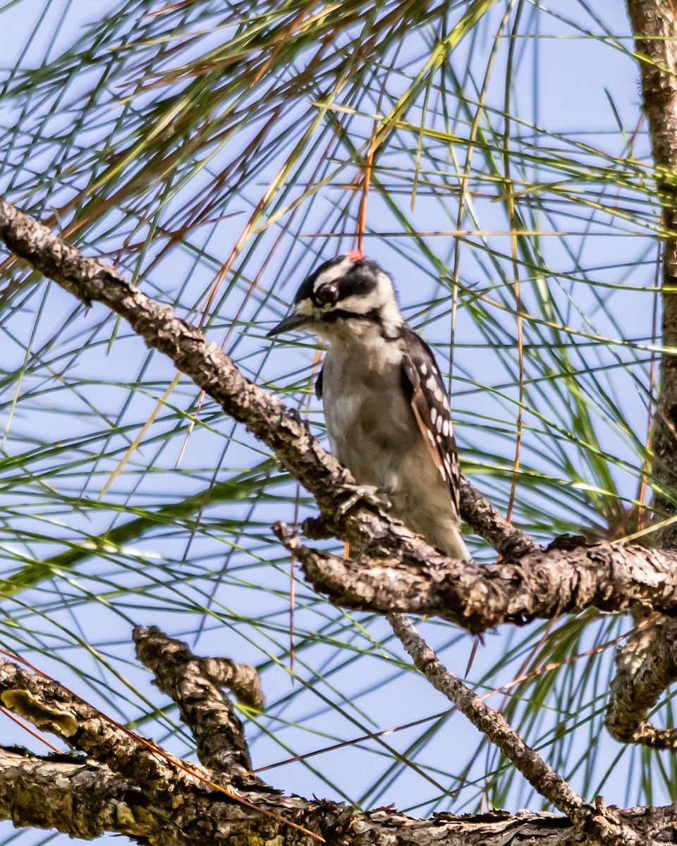Downy Woodpecker - ML646940586