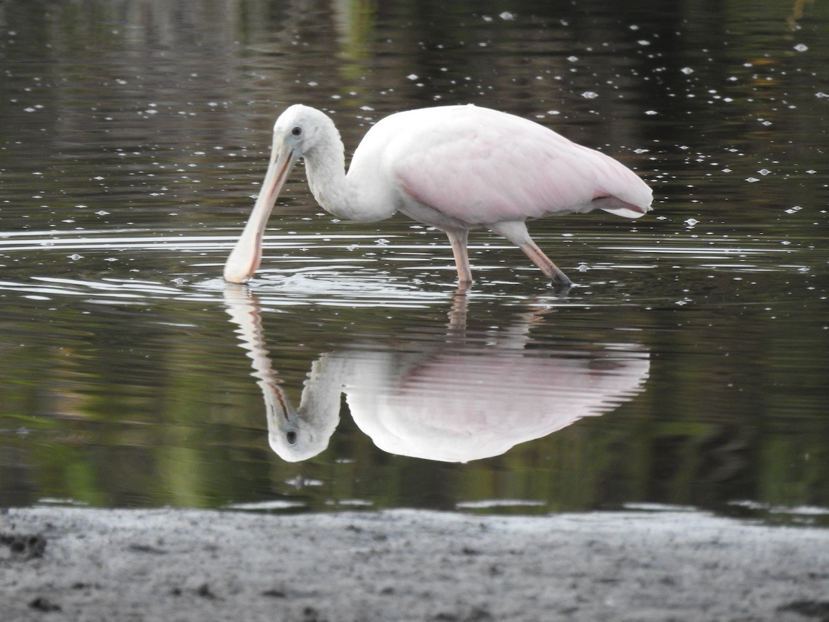 ベニヘラサギ - ML646940587