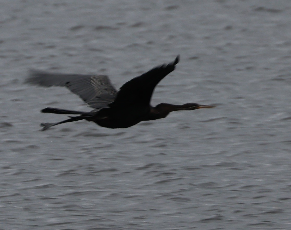 Oriental Darter - ML646940588