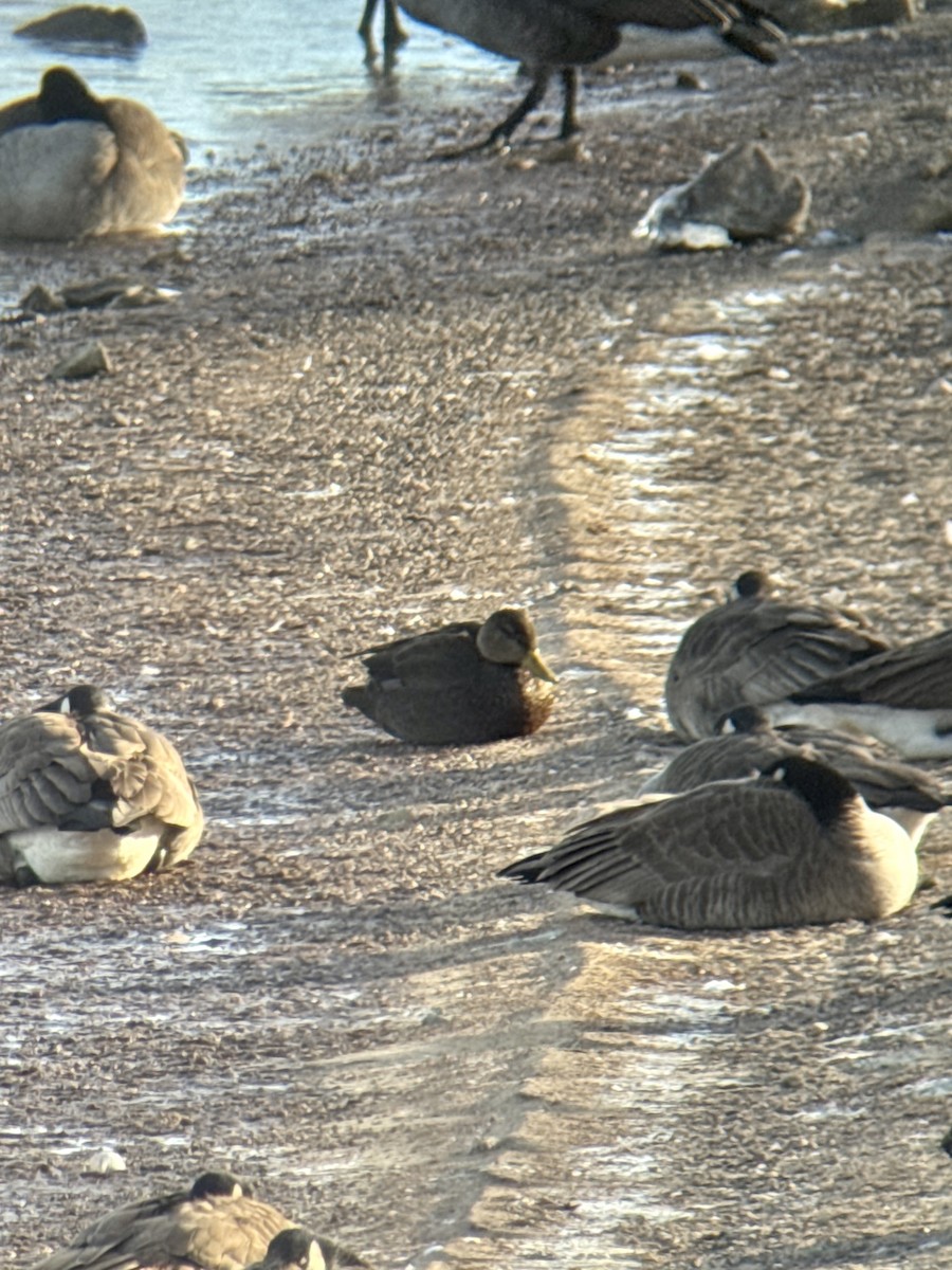 Американская кряква - ML646940591