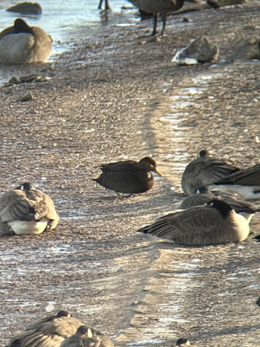 Американская кряква - ML646940592