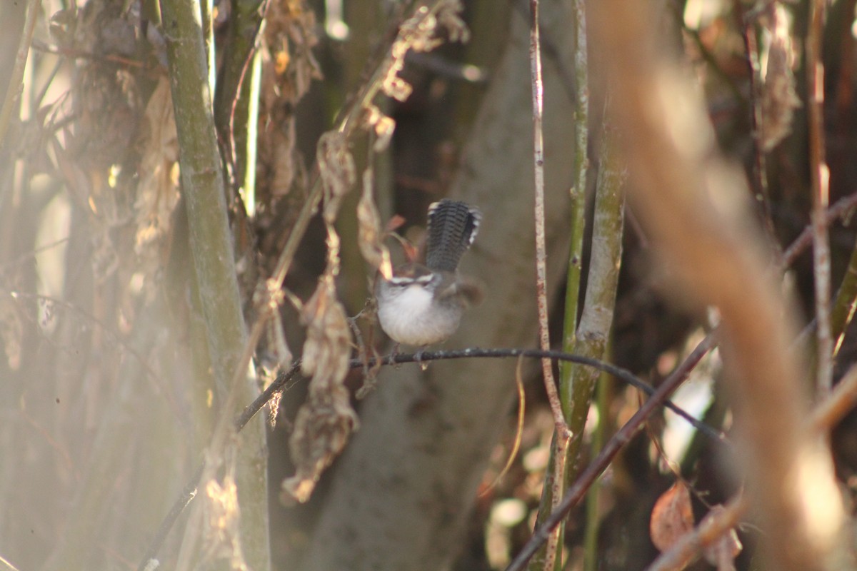 Troglodyte de Bewick - ML646940600