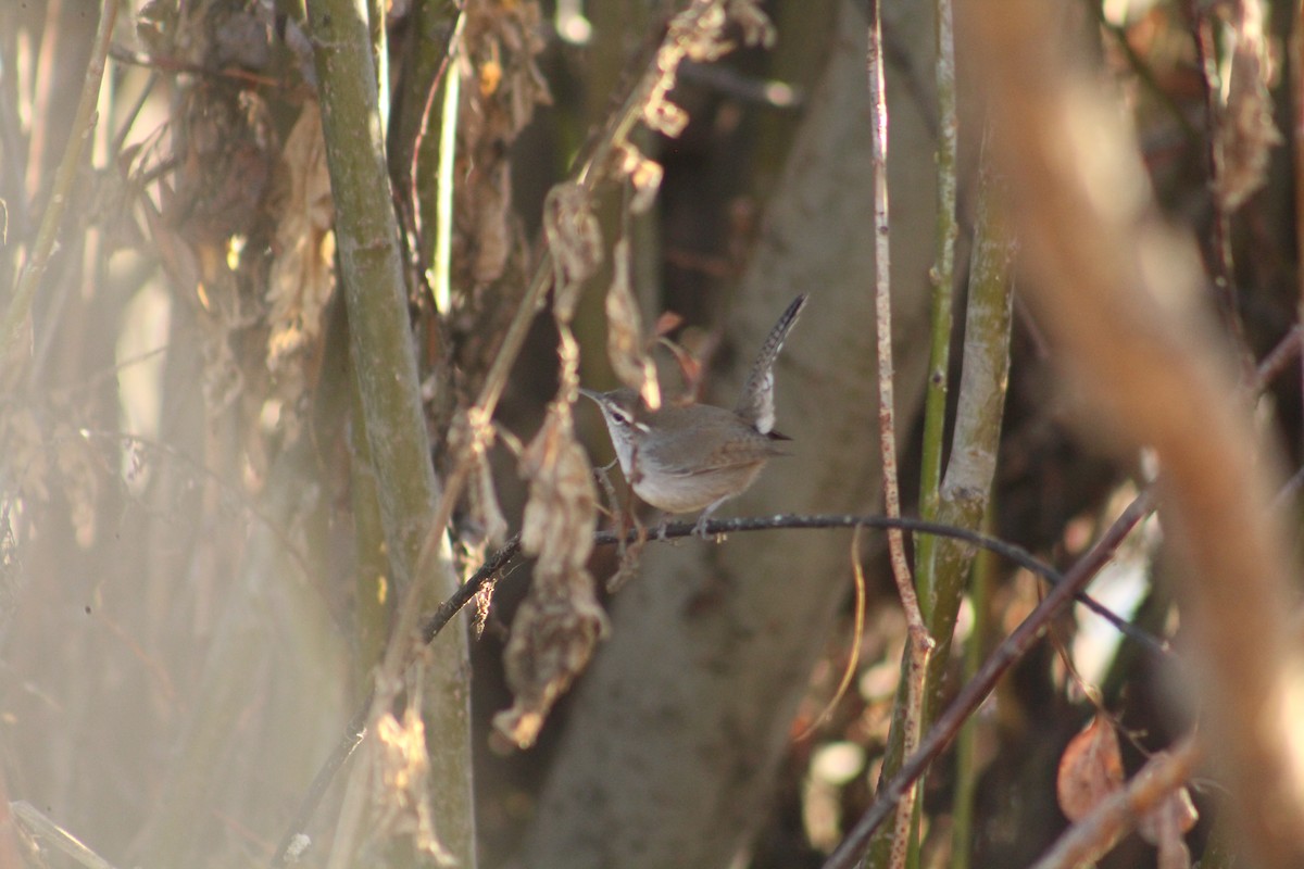 Troglodyte de Bewick - ML646940601