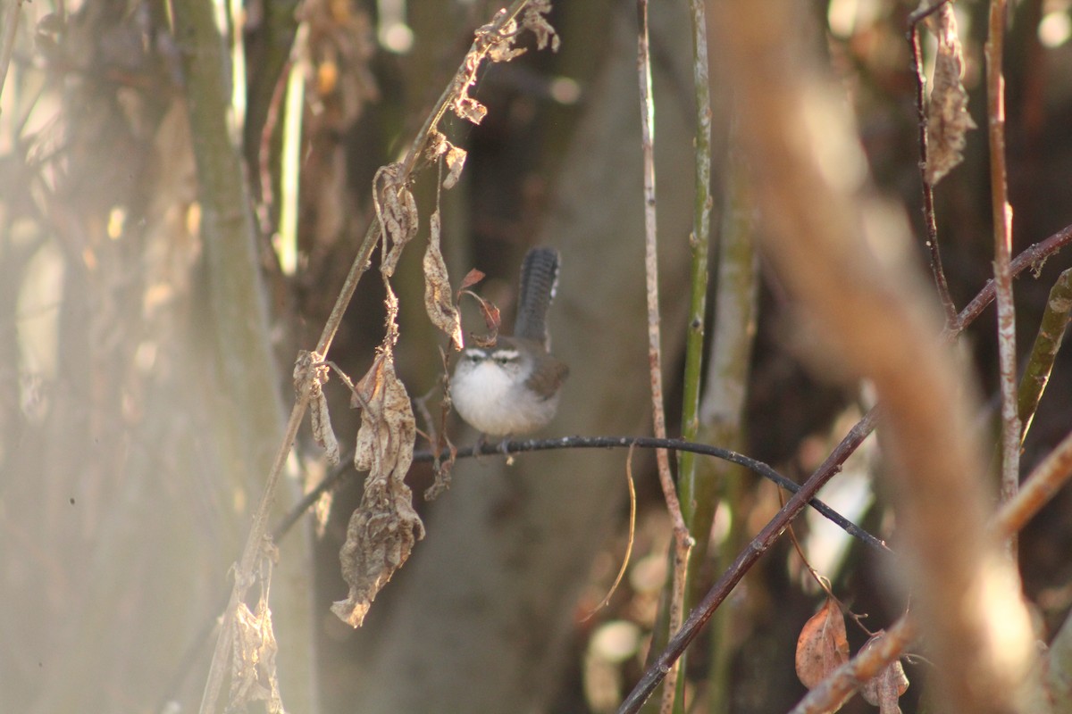 Troglodyte de Bewick - ML646940602