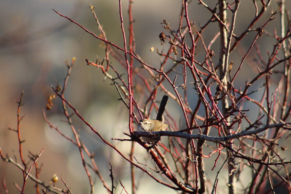 Troglodyte de Bewick - ML646940603