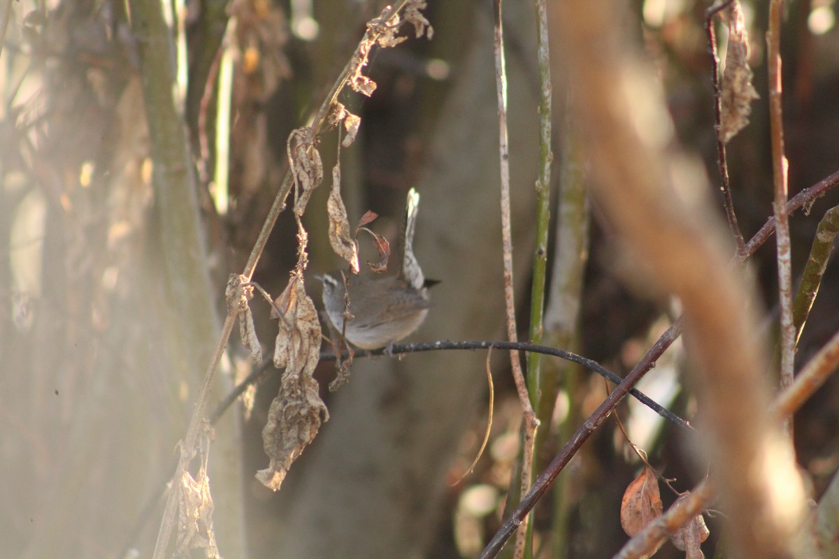 Troglodyte de Bewick - ML646940604