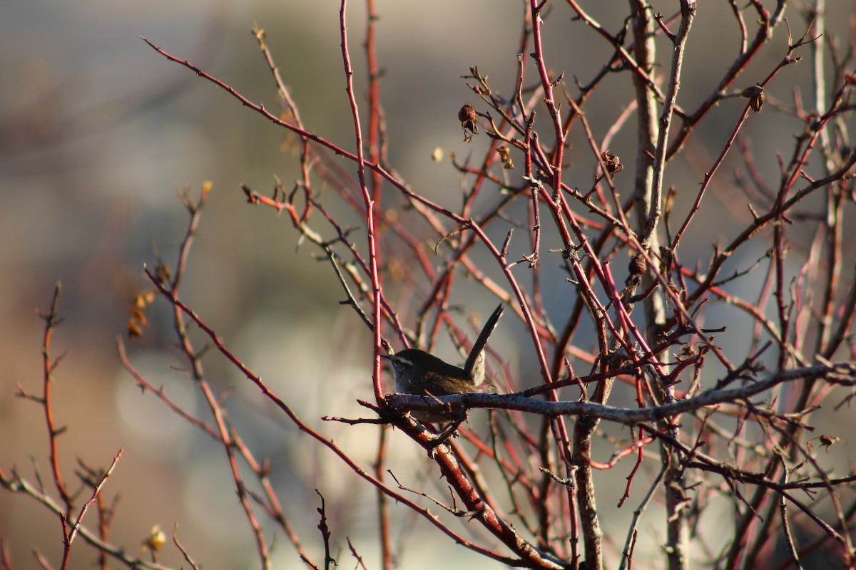 Troglodyte de Bewick - ML646940605