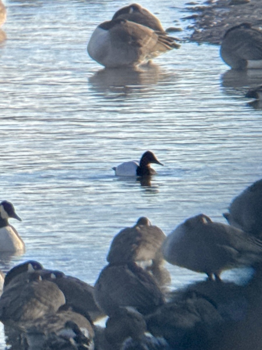 Парусиновый нырок - ML646940610