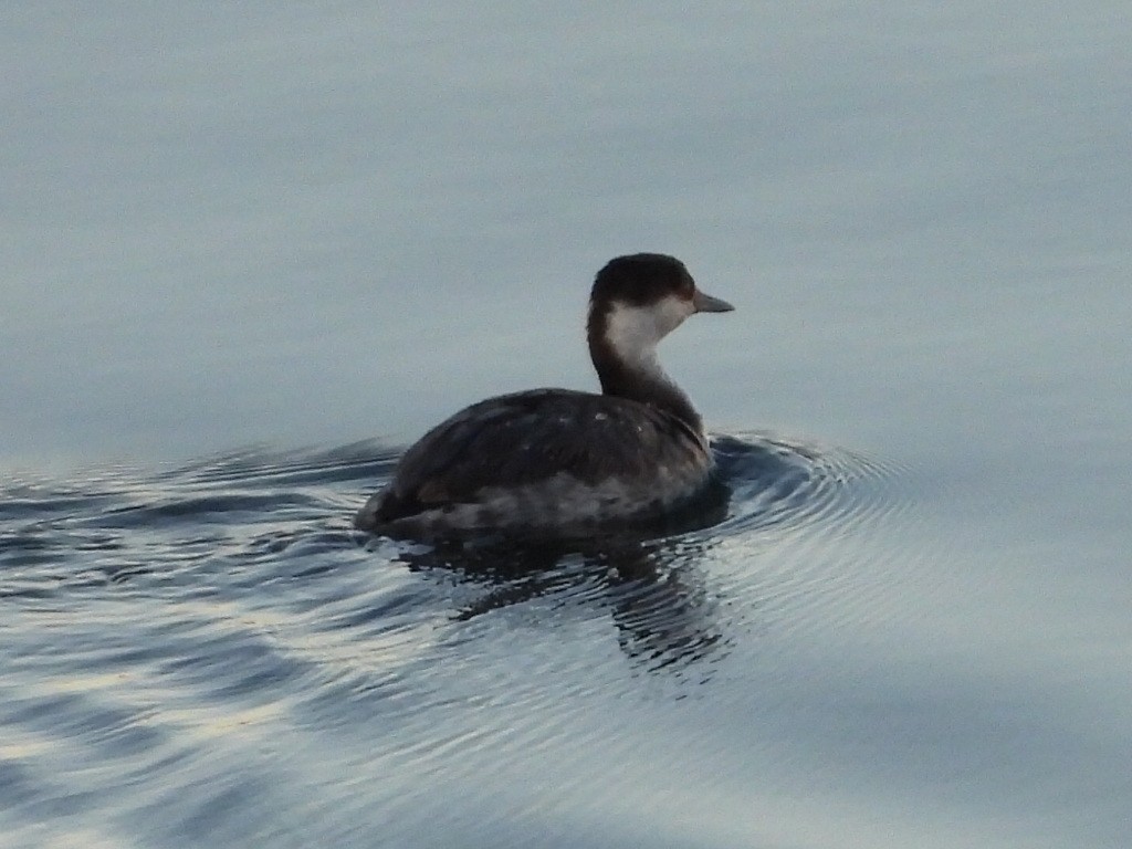 Красношейная поганка - ML646940611