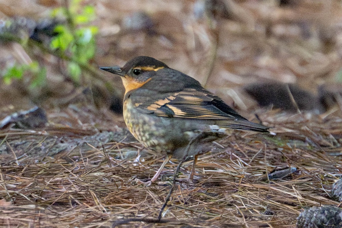 Varied Thrush - ML646940613