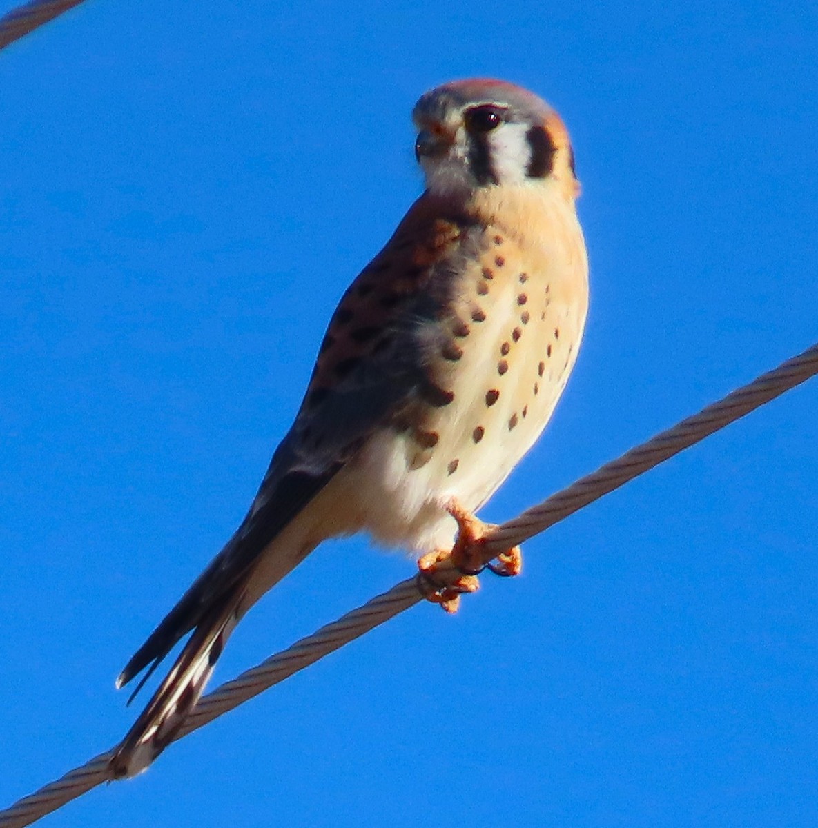 Боривітер американський - ML646940616