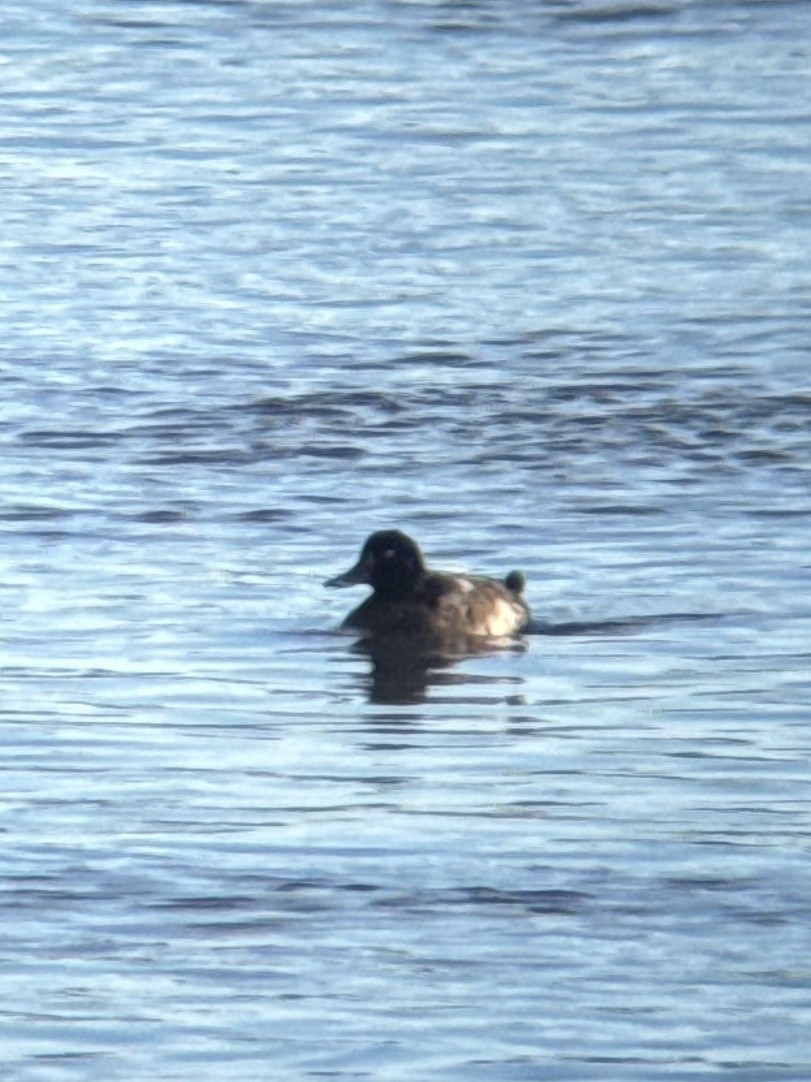 Murgilari handia - ML646940619