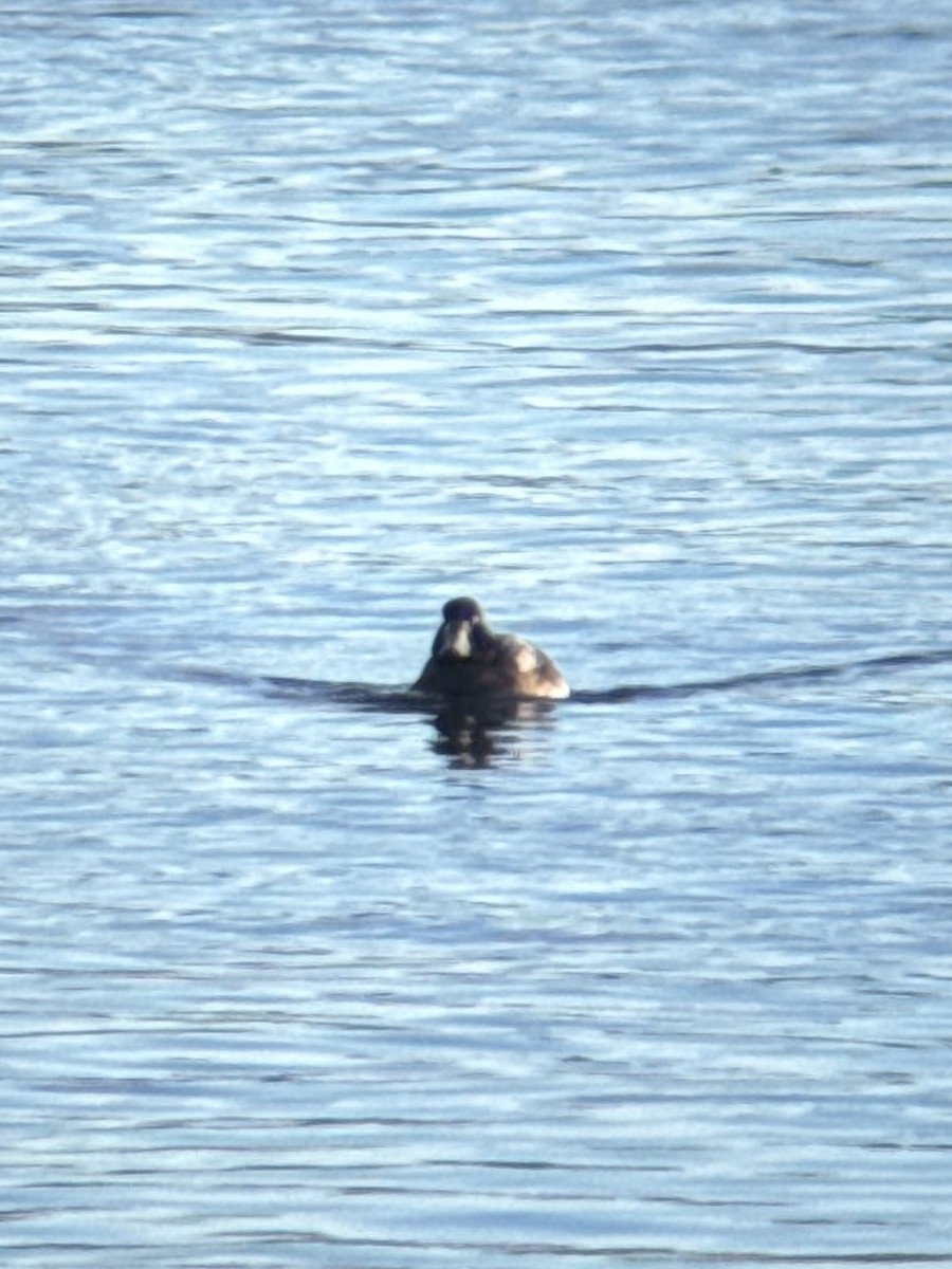 Murgilari handia - ML646940620